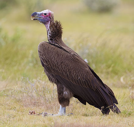 lappet-faced vultures