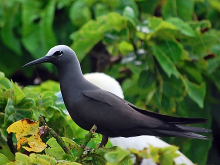 Australian Birds Black Noddy