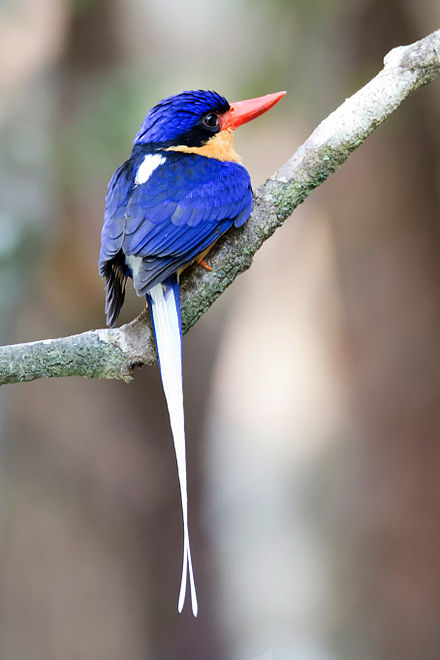 Australian Birds Buff-breasted Paradise Kingfisher