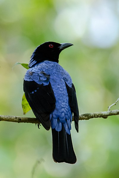 Fairy-blue bird