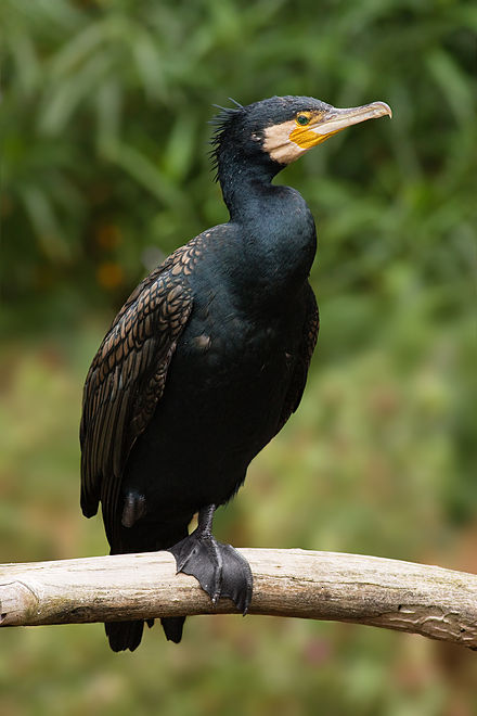 Australian Birds Great Cormorant