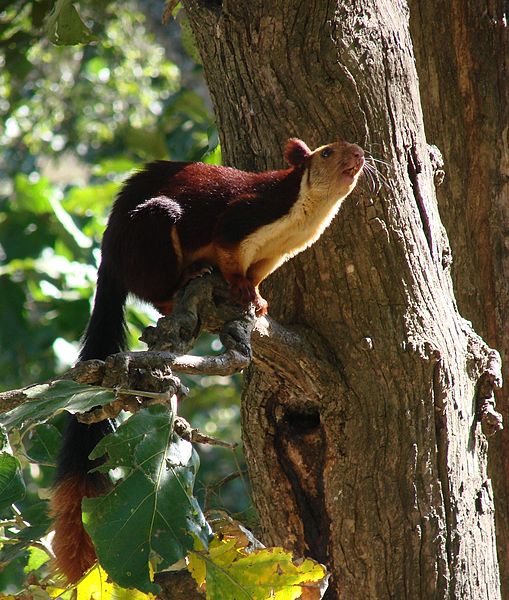 Indian giant squirrels in  Koyna bird sanctuary