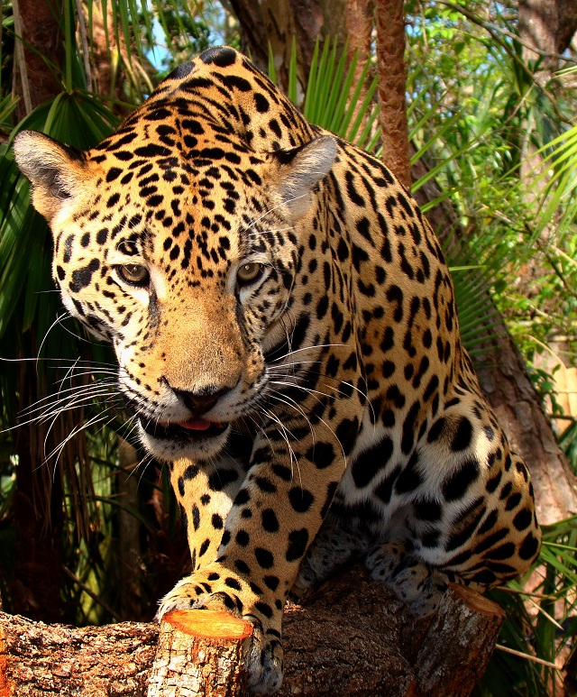 Koyna bird sanctuary Jaguar