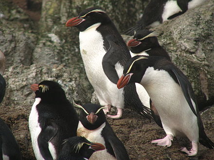 Australian Birds Snares crested penguin