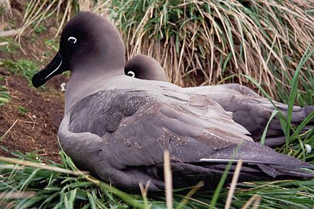 Sooty albatross