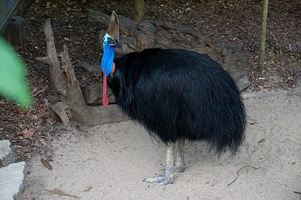 Australian Birds Southern cassowary