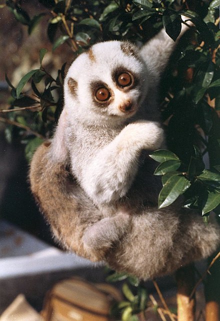 Bengal slow Loris in Tiger Reserves in India