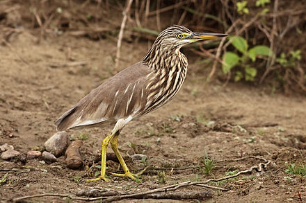 Pond Heron