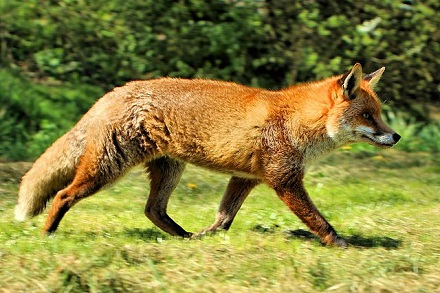 Red fox