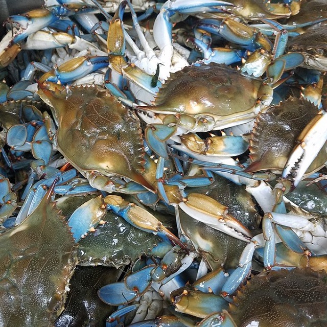 Blue Crabs in Las Vegas