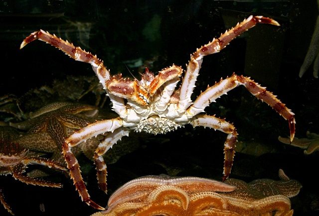 Red King Crabs
