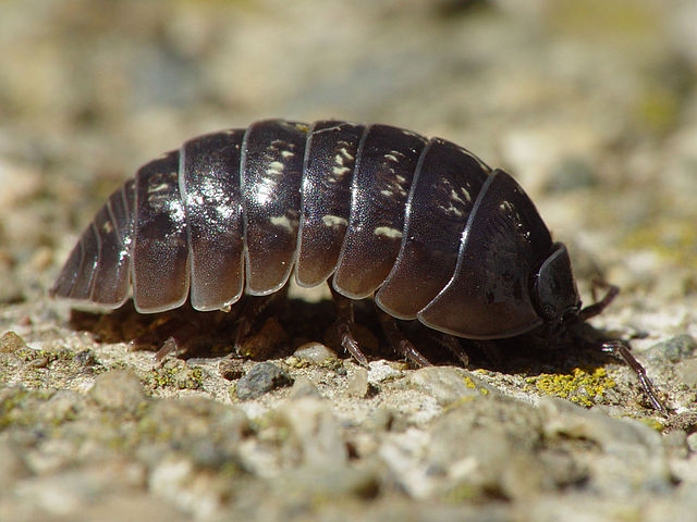 Woodlouse