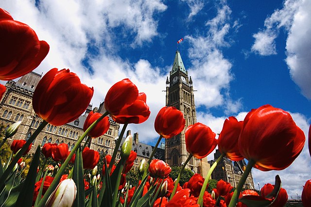 Things to Do at Canadian Tulip Festival, Ottawa