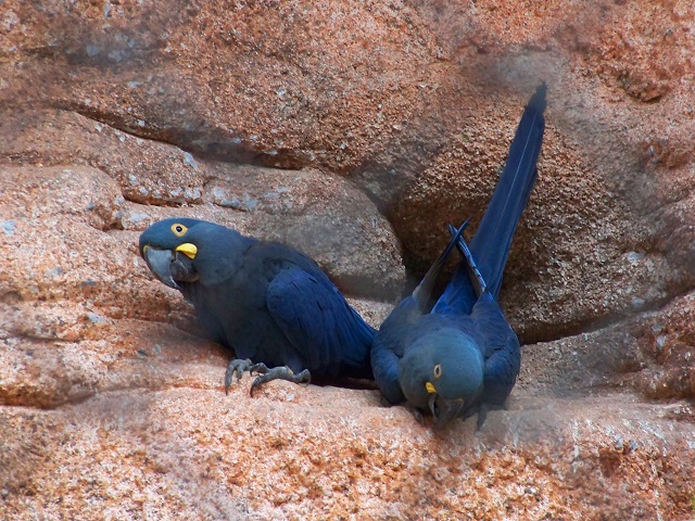 Lear's Macaw