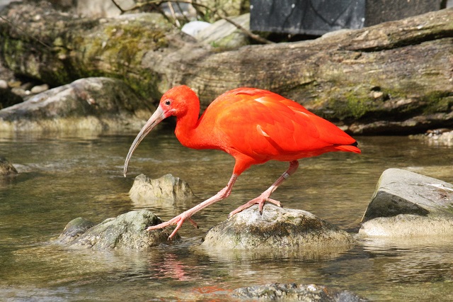 Scarlet Ibis Best Wildlife Vacations