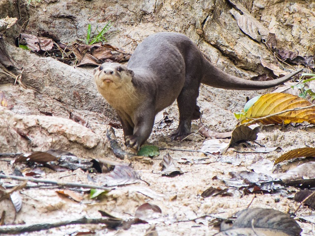 Smooth-coated Otter