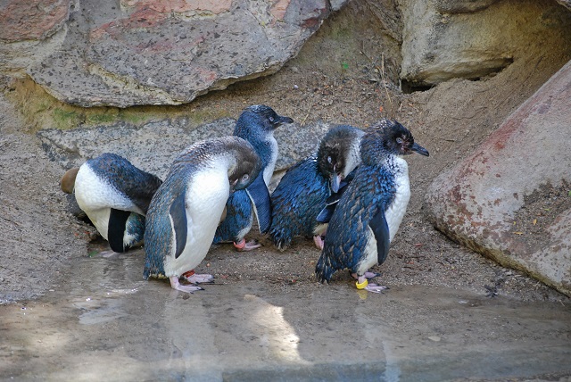 blue penguins