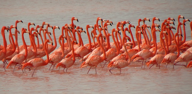 flaming flamingoes