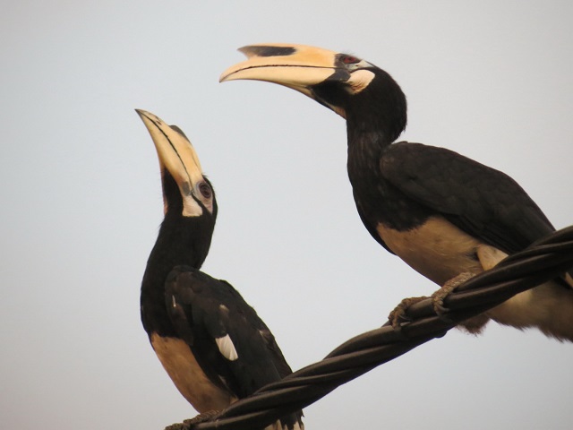 hornbills