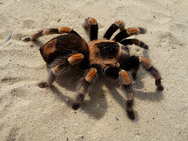 Baboon spiders
