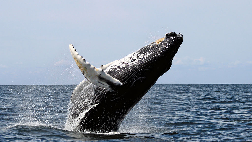 5 Best Whale Watching Destinations - View Traveling