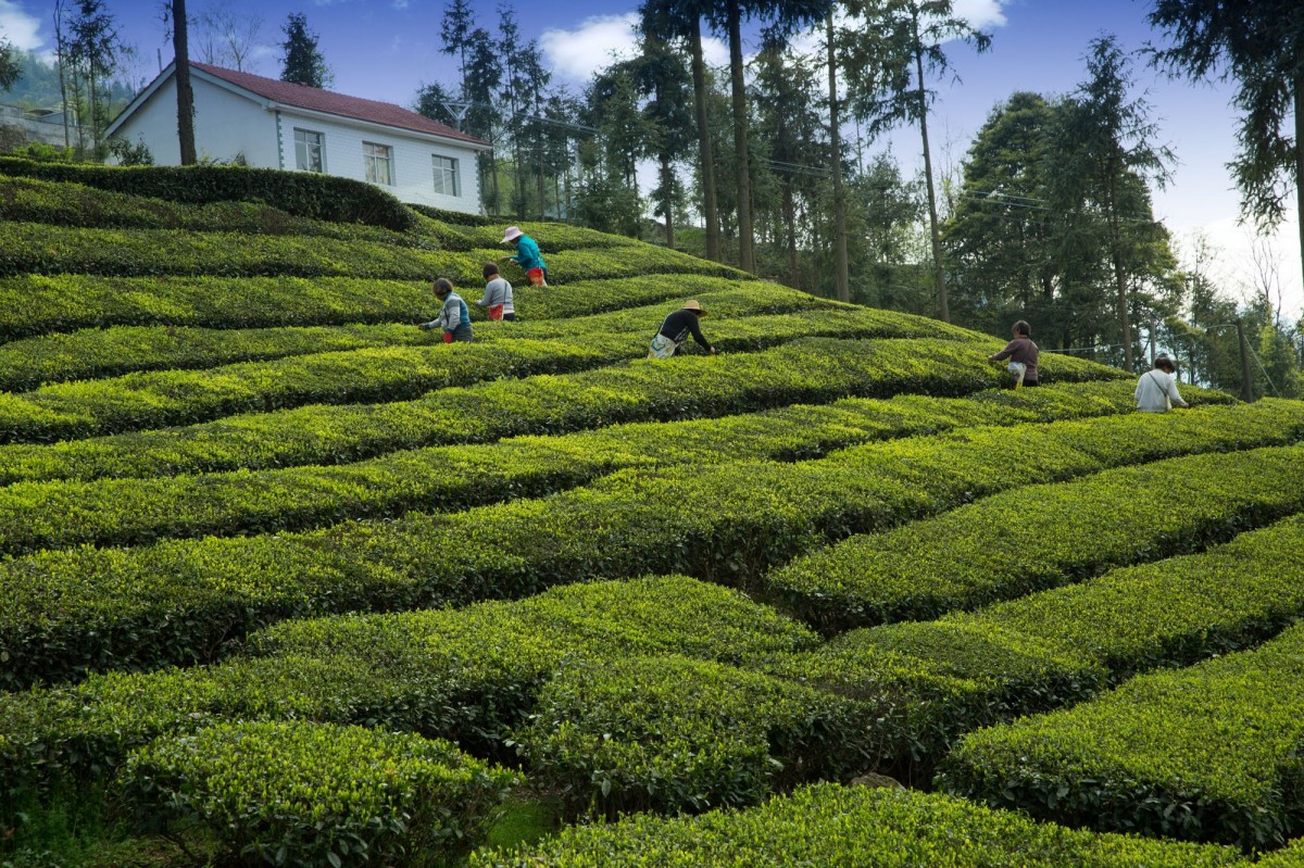 darjeeling tea tourism