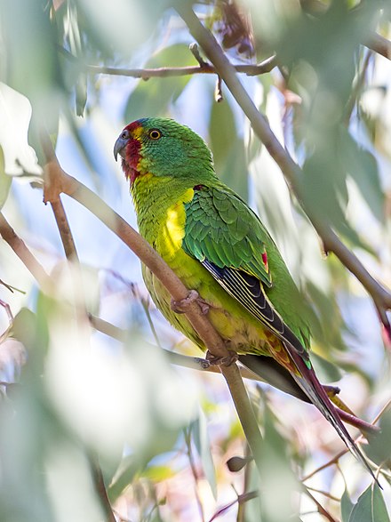 Australian Birds Watching: 8 Best places to go bird watching in Australia