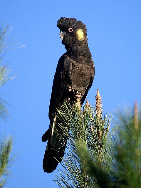 Black Cockatoo