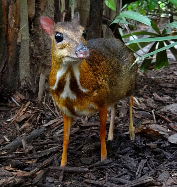 Srivilliputhur Grizzled Squirrel Wildlife Sanctuary Chevrotains