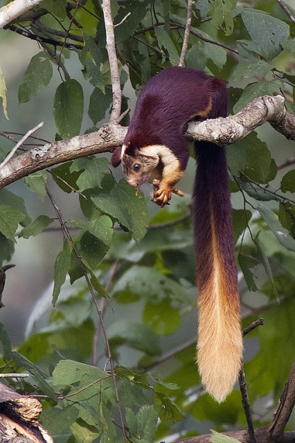 Indian Giant Squirrel