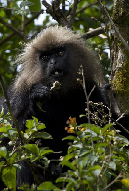 Nilgiri Langur