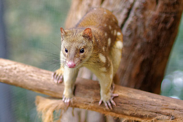 Tiger Quoll