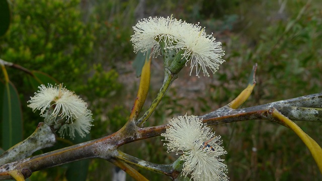 eucalyptus flowers