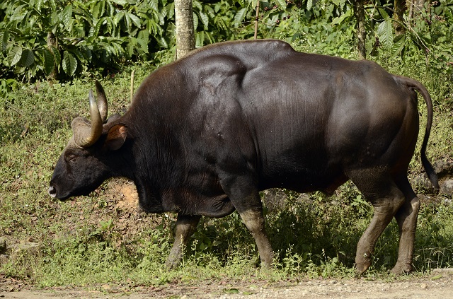 Megamalai Wildlife Sanctuary Bison