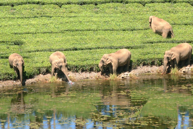 Elephants