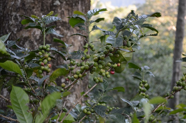 coffee plantations of Megamalai