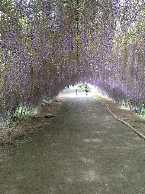 Best Places to Visit in Asia Wisteria Flower Tunnel, Japan