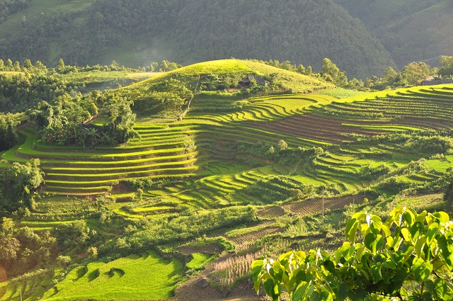 rice terraces