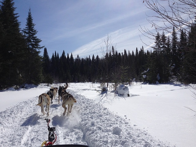 Dog Sledging