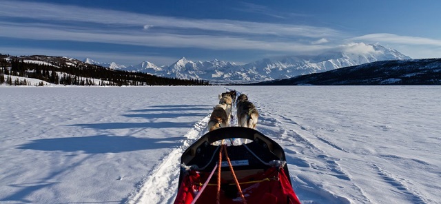 Dog sledding in Alaska