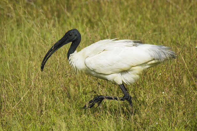 Black-headed Ibis