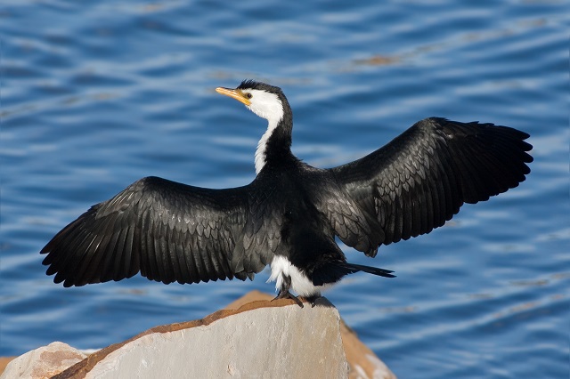 Cormorants