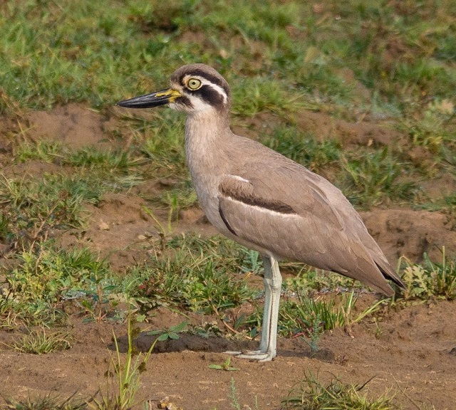 Migratory Birds in India Great Stone Curlew