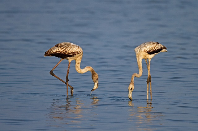 Migratory Birds in India Greater Flamingoes