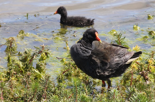 Moorhen