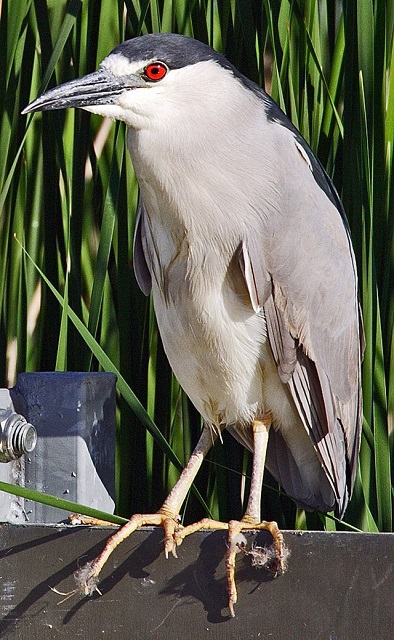 Night Heron