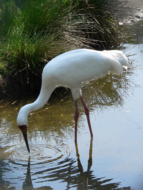 Siberian Cranes