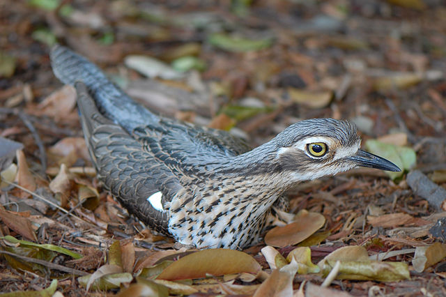 Migratory Birds in India Stone Curlew