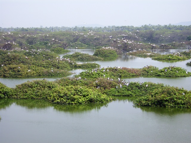 Best Places to Watch Migratory Birds in India Vedanthankal