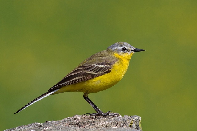 Wagtails